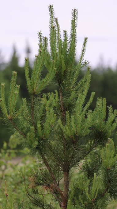 Pine Tree in Natural Setting