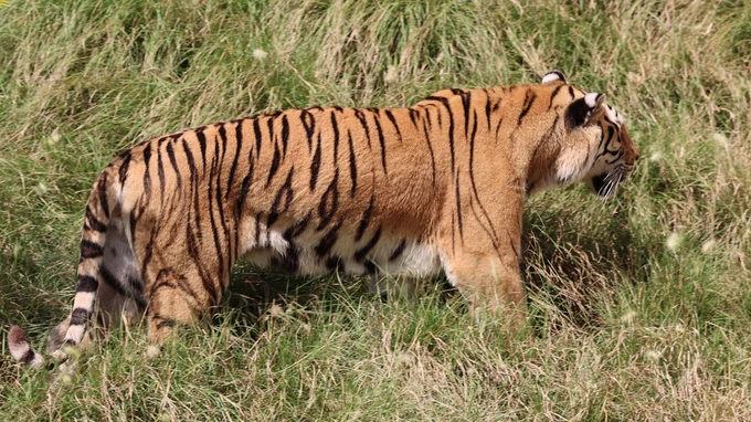 Tiger Walking in Grassland