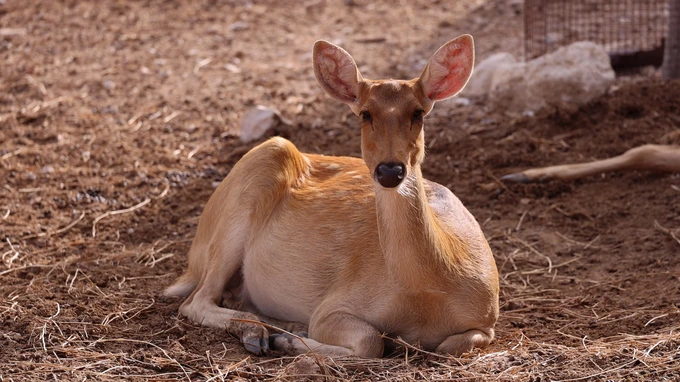 Resting Deer on Earthy Ground
