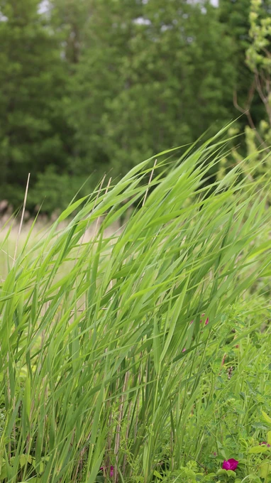 Swaying Grasses