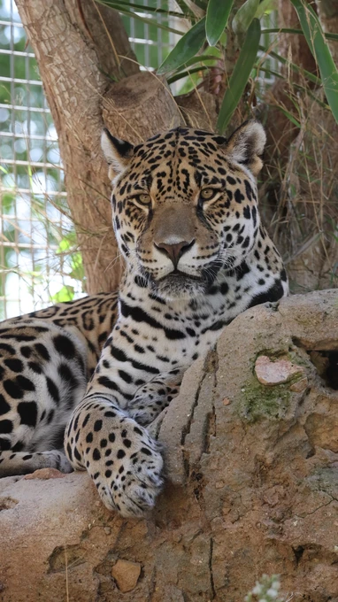 Majestic Leopard Resting