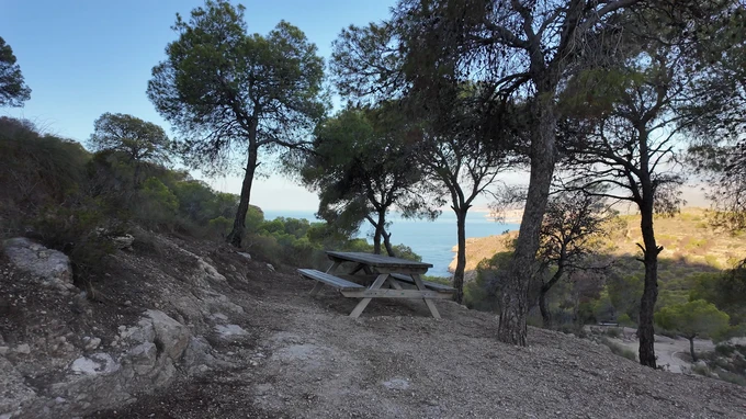 Serene Woodland Picnic Spot
