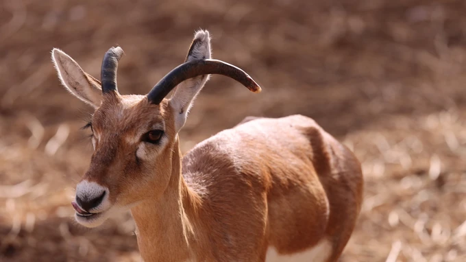 Portrait of an Antelope