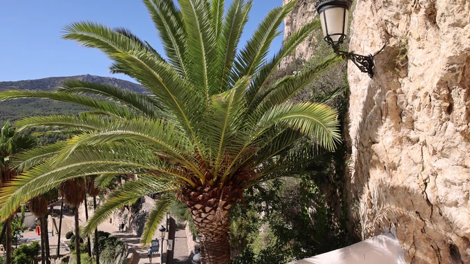 Scenic Palm View