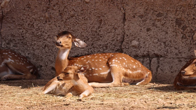 Resting Deer