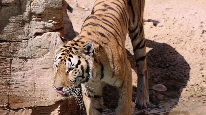 Majestic Tiger in its Habitat