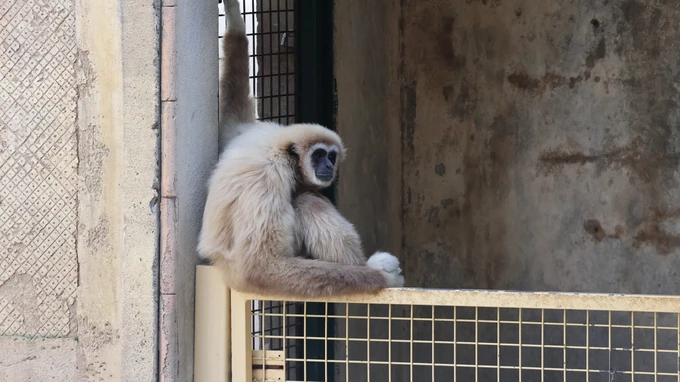 Gibbon at the Zoo