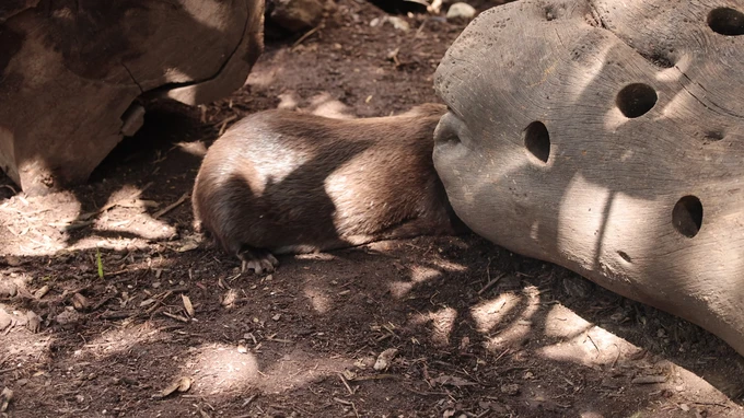 Wombat in Natural Habitat