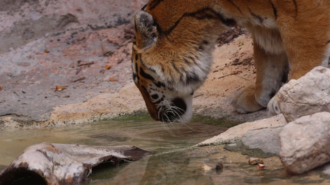 Tiger Drinking Water