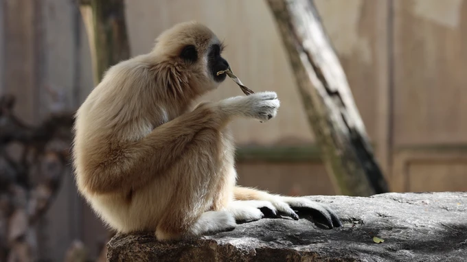 Gibbon Resting