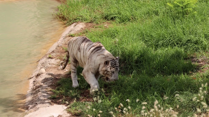 White Tiger by the Water