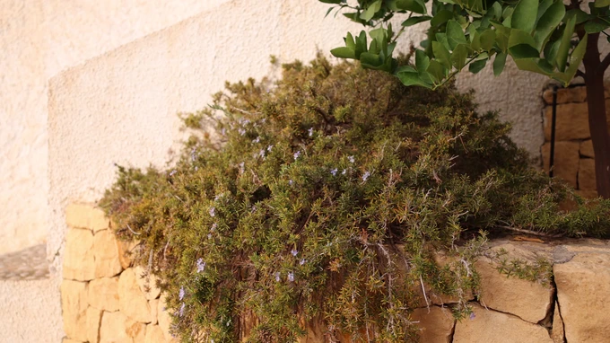 Stone Wall with Lush Greenery