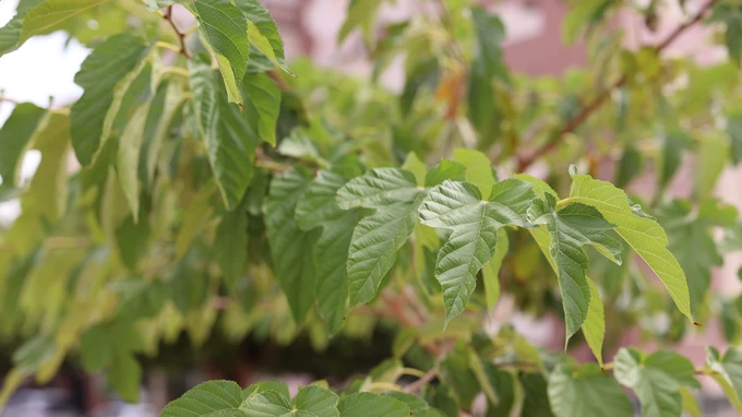 Green Foliage in Focus