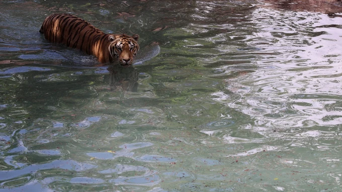 Tiger in Water