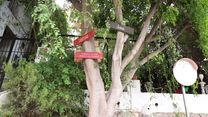 Tree with Directional Signs