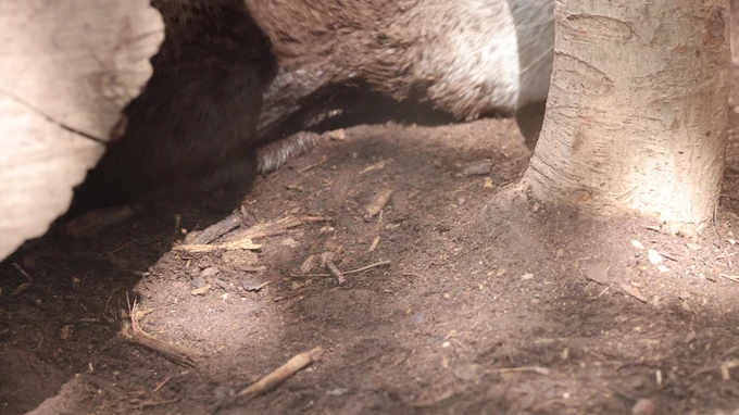 Forest Floor Scene with Animal