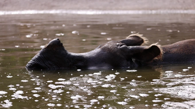 Elephant Bathing