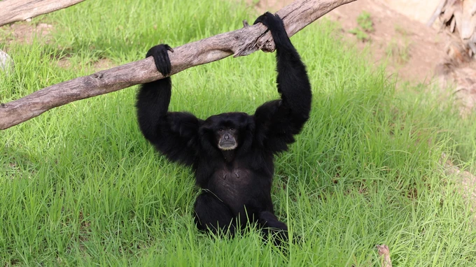 Gibbon Resting on Branch