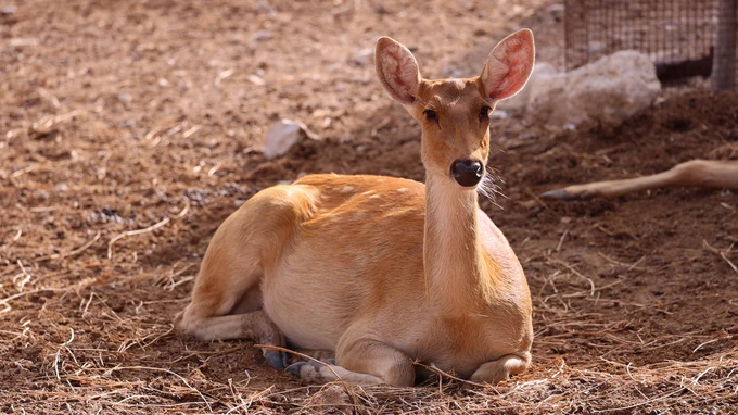 Resting Deer in Natural Habitat