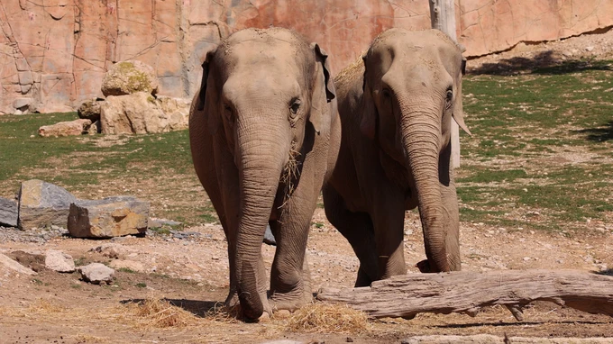 Elephants in Natural Habitat