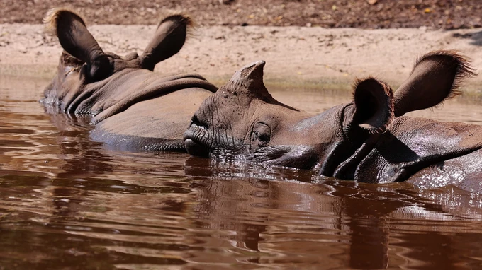 Rhinoceroses in Water