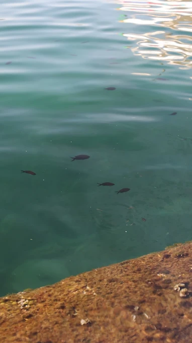 Tranquil Waterscape with Fish