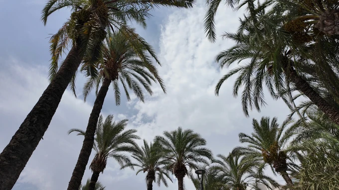 Palm Trees Under the Sky