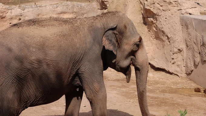 Elephant in Zoo