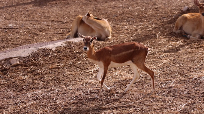 Young Deer in Natural Habitat