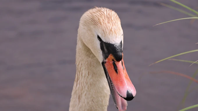 Elegant Swan by the Water