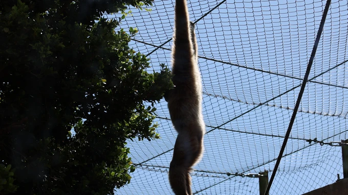 Monkey Hanging on Net
