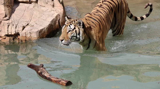 Tiger in Water
