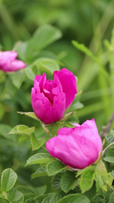 Blooming Pink Roses