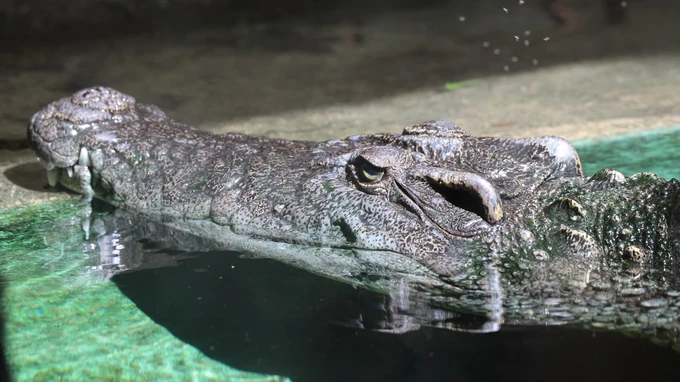 Crocodile in Water