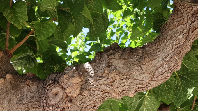 Branch Under Foliage